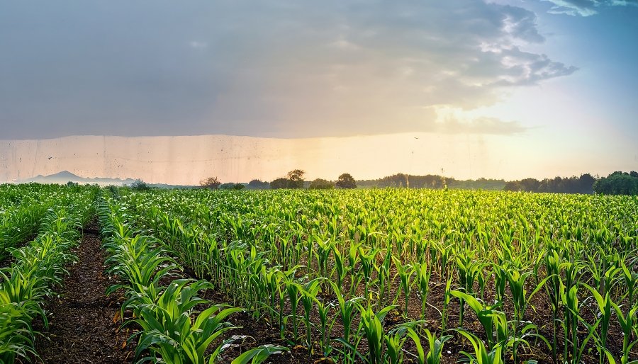 Agricultura De Baixo Carbono Qual A Sua Import Ncia