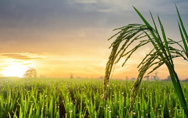 Agricultura de Baixo Carbono qual a sua importância