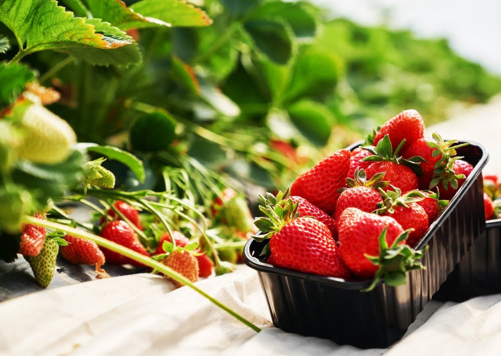 Como Plantar Morango A Partir Da Fruta Passo A Passo