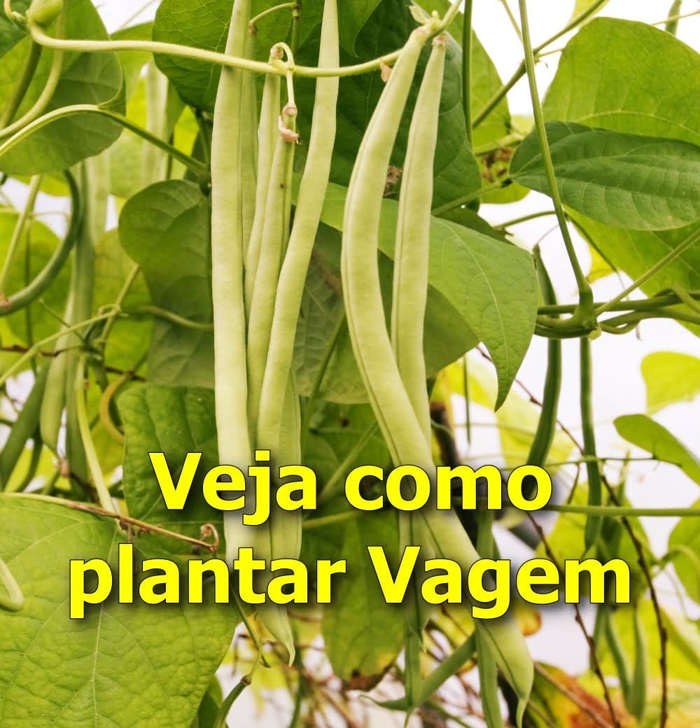 Como Plantar Vagem Dicas E Guia Completo