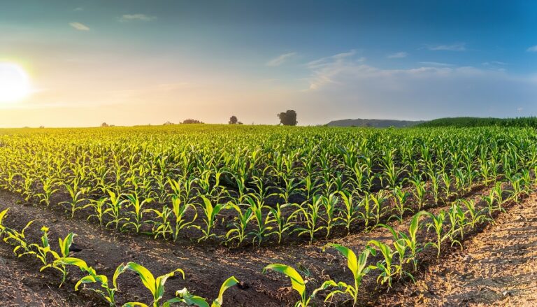 Agricultura de Sequeiro
