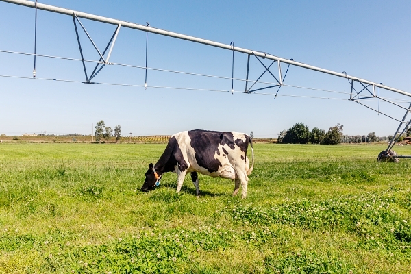 Benefícios da Irrigação na Pecuária