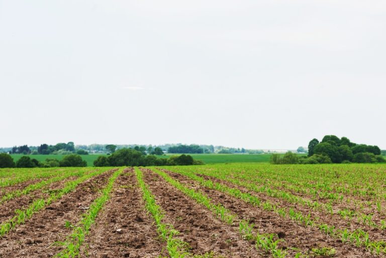 Dessecação Pré-Plantio