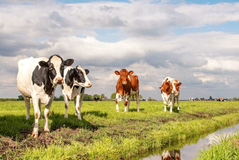 Irrigação na Produção de Pastagem