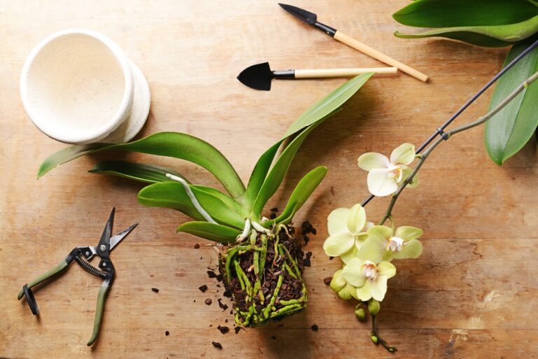 Como plantar orquídeas