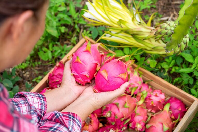 Como fazer o plantio de Pitaya? dicas e passo a passo