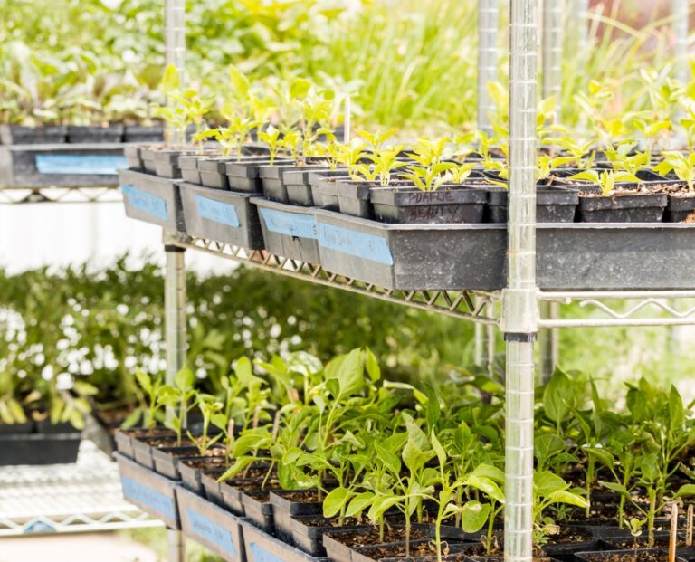 Como fazer uma horta urbana: dicas e passo a passo