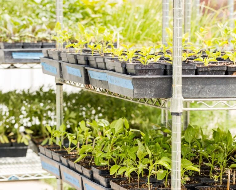 Como fazer uma horta urbana: dicas e passo a passo