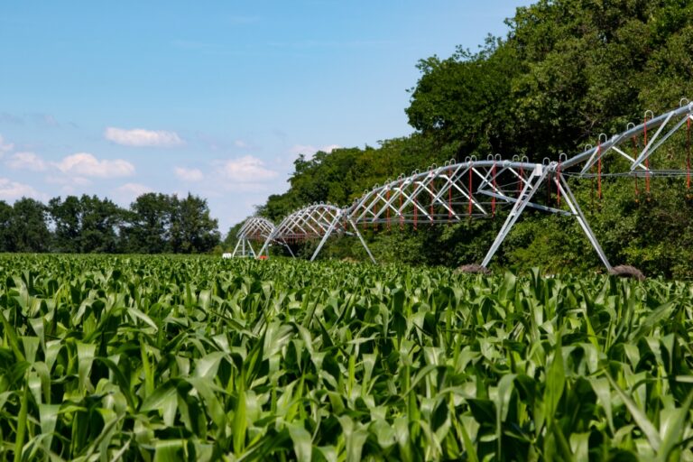Irrigação na Silagem do Milho