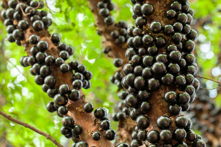 Jabuticaba Híbrida