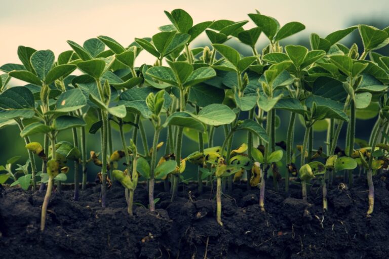 Lavouras de Soja apresentam sinais de estresse hídrico
