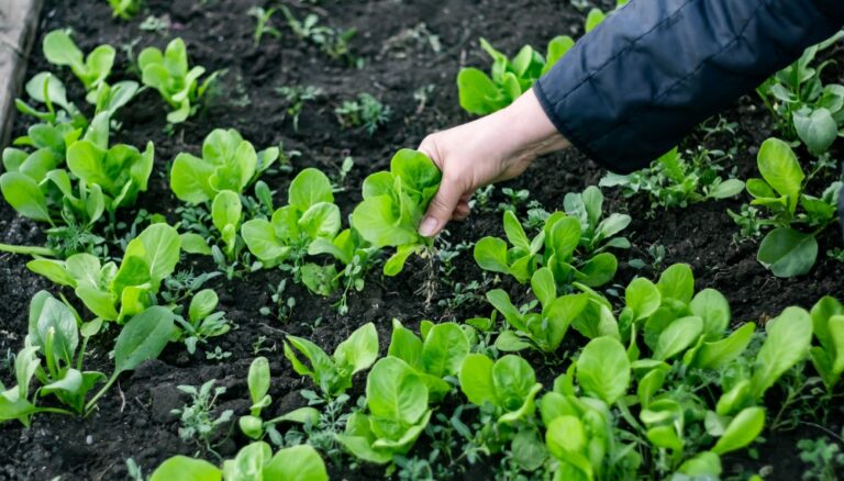 Qual a verdura mais rentável para cultivar?