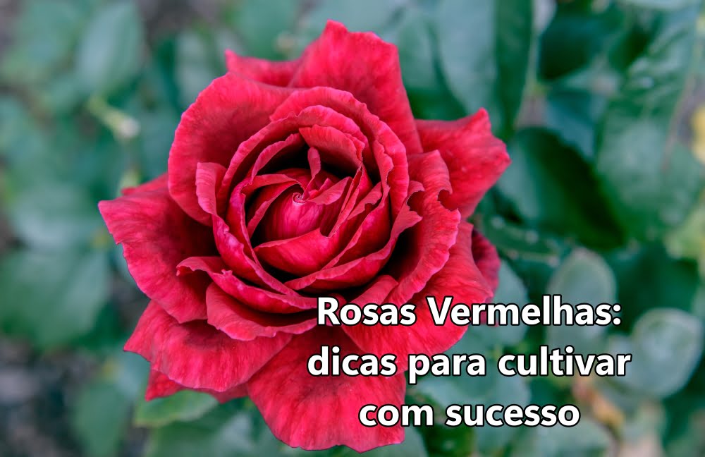 Dicas para cultivas rosas vermelhas com sucesso