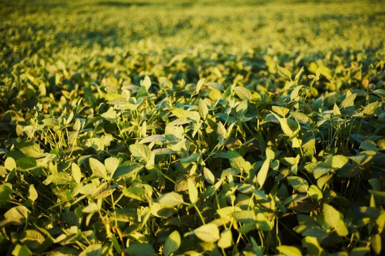 Plantas daninhas na cultura da soja: dicas de soluções de manejo