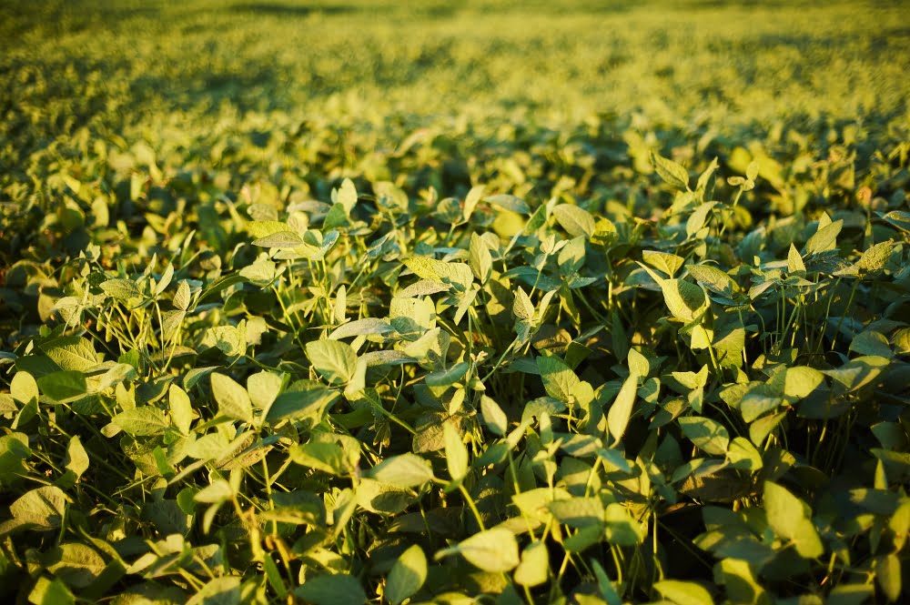 Plantas daninhas na cultura da soja: dicas de soluções de manejo