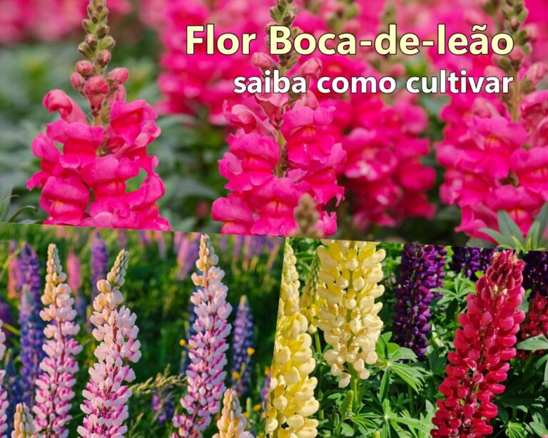 Flor Boca-de-leão