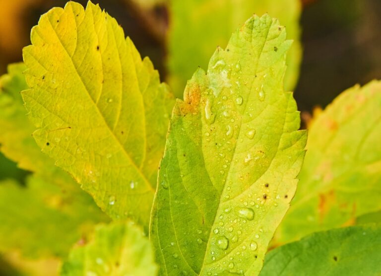 Folhas Amarelas: como cuidar da saúde das plantas
