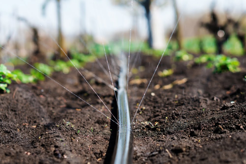 Investir em Irrigação por Gotejamento cresce gradativamente