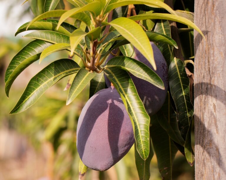 Por que o pé de manga não dá fruto