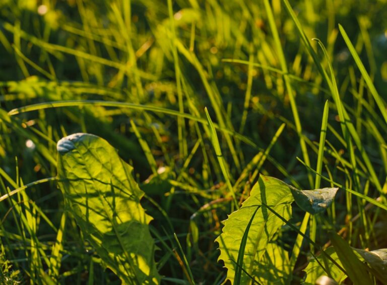 Plantas Daninhas da Soja: quais são as mais comuns