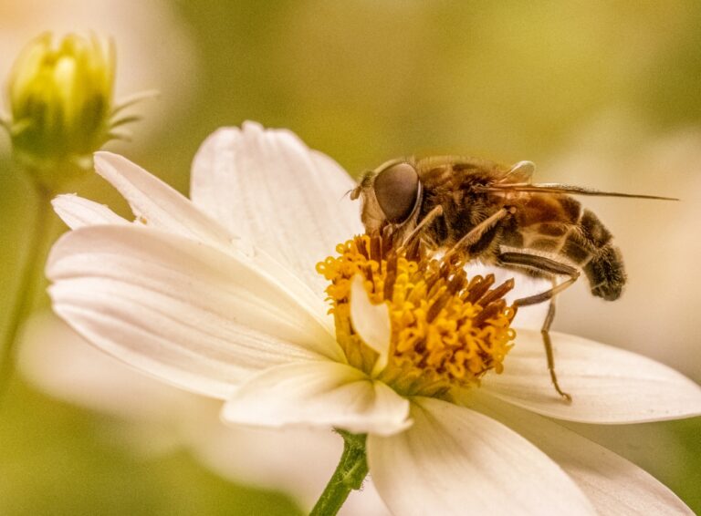 Polinização da Mangueira