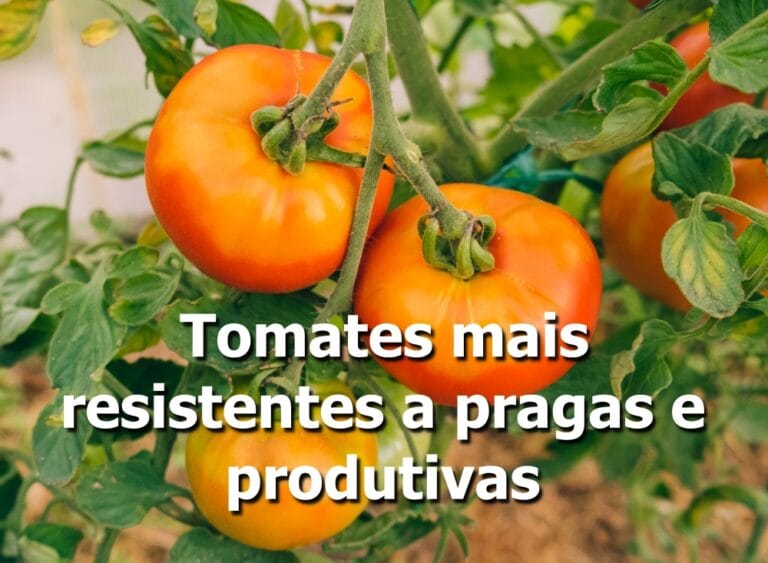 Tomates mais resistentes