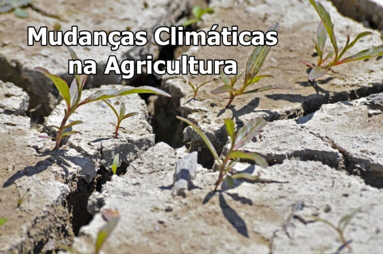 Mudanças Climáticas na agricultura: desafios e soluções