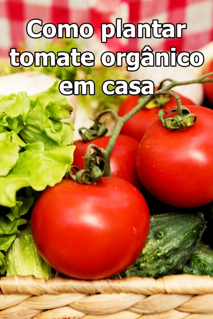 Como plantar tomate orgânico em casa passo a passo