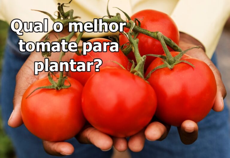 Escolhendo o melhor tomate para plantar