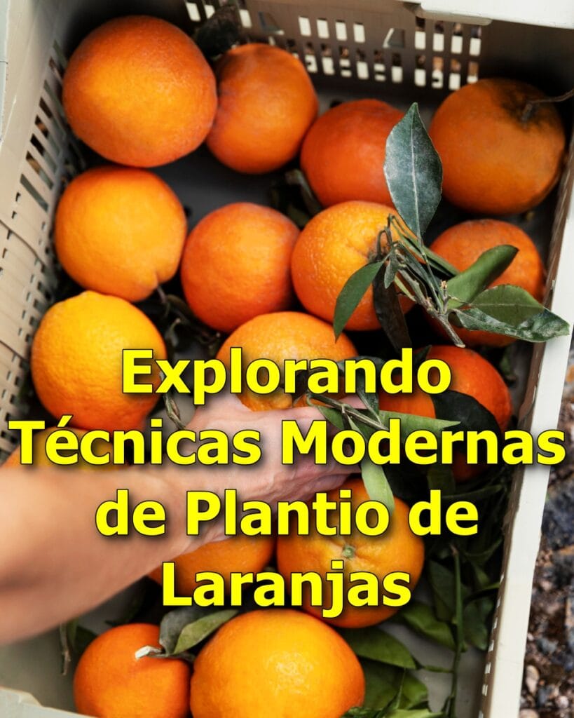 Produção de Laranjas: técnicas inovadoras de Plantio