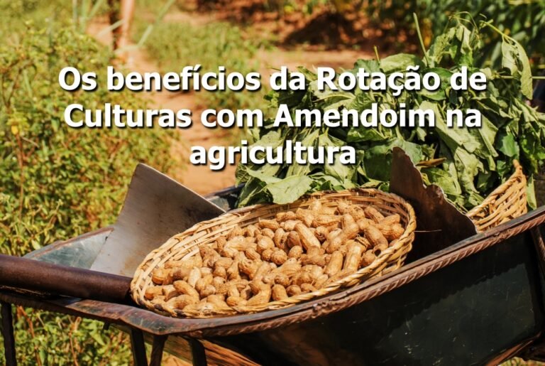 Rotação de Culturas com Amendoim na agricultura