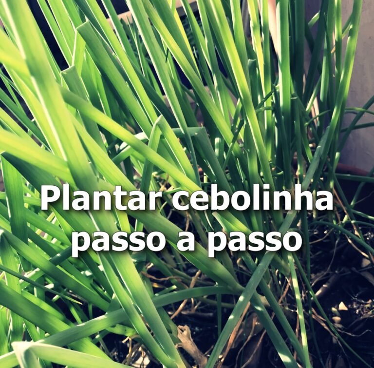 Plantar cebolinha passo a passo