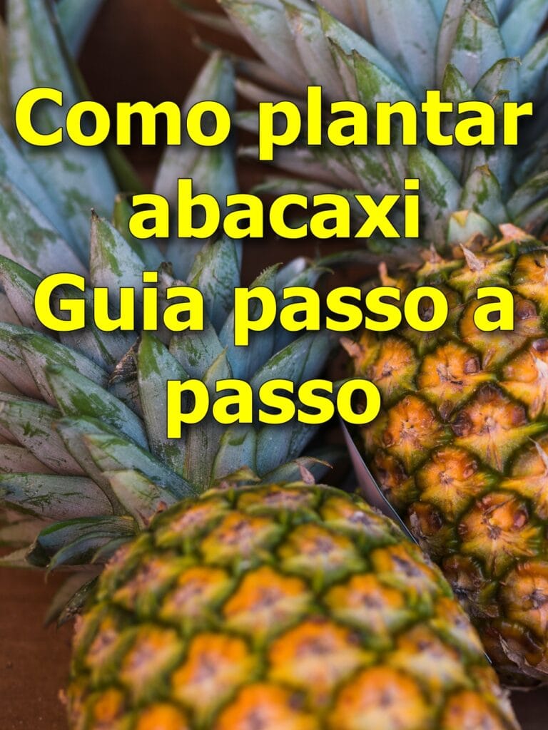 Como plantar abacaxi passo a passo