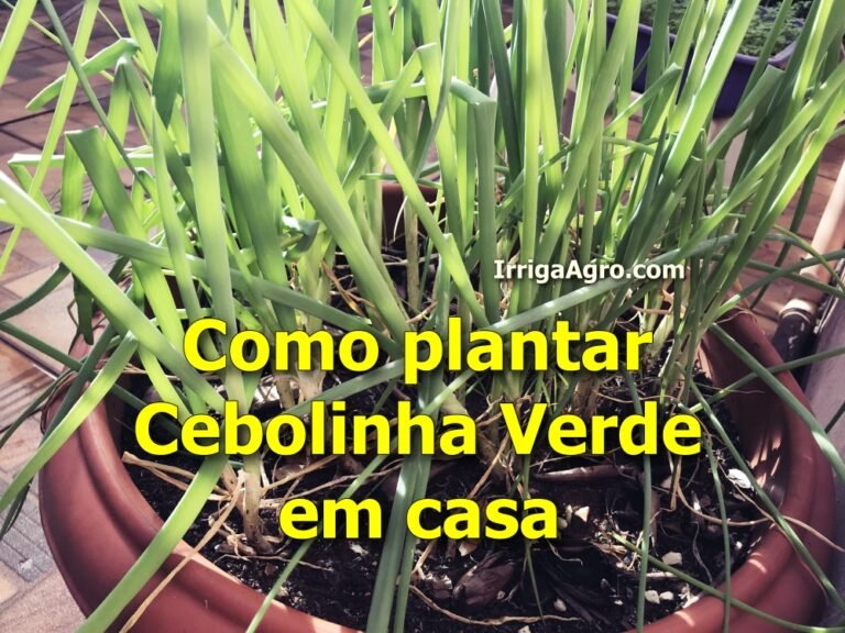 Como plantar Cebolinha Verde em casa