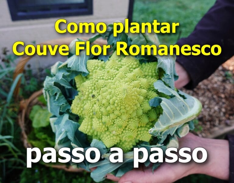Como plantar Couve Flor Romanesco passo a passo