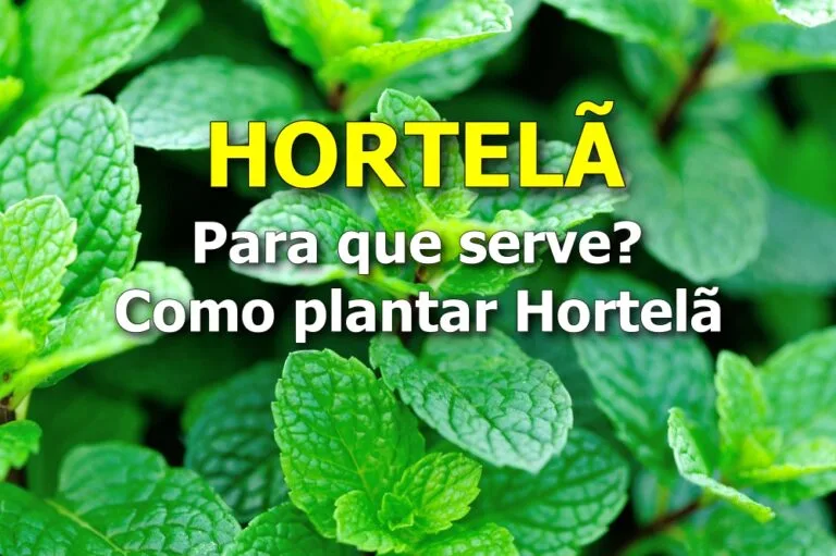 HORTELÃ: para que serve? Como plantar Hortelã