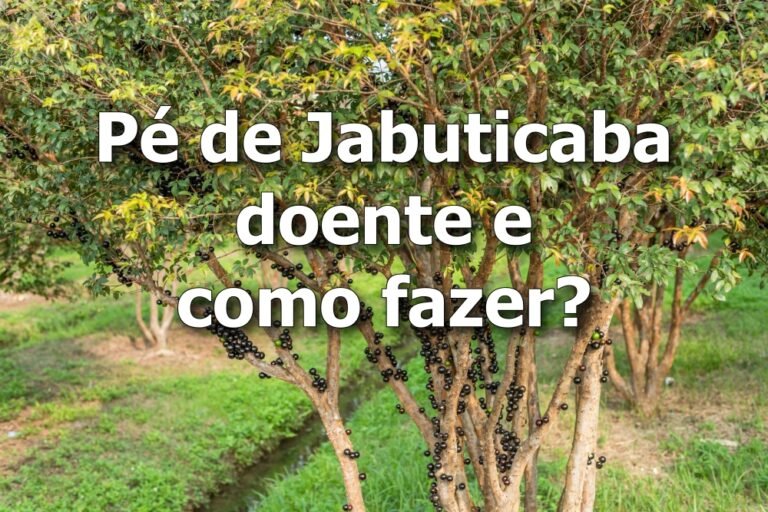 Jabuticabeira doente