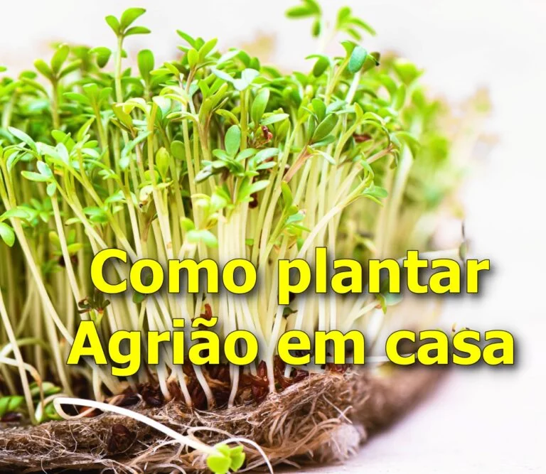 Plantar Agrião