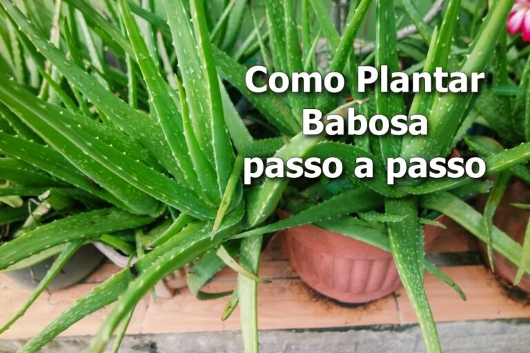 Como Plantar Babosa passo a passo