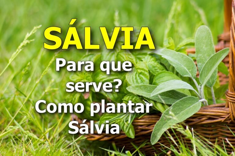 SÁLVIA: para que serve? como plantar Sálvia