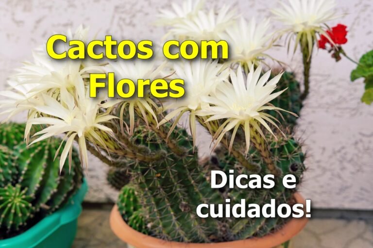 Cactos com Flores: como cultivar e curiosidades