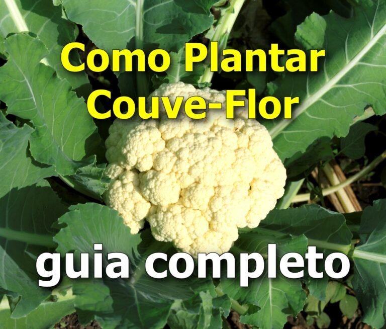 Como Plantar Couve-Flor: guia completo