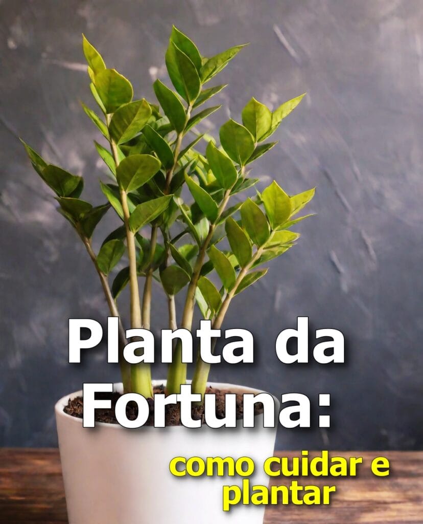 Planta da Fortuna: como cuidar e plantar