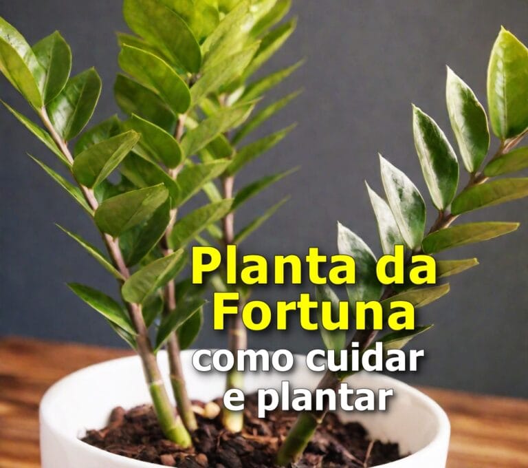 Planta da Fortuna: como cuidar e plantar