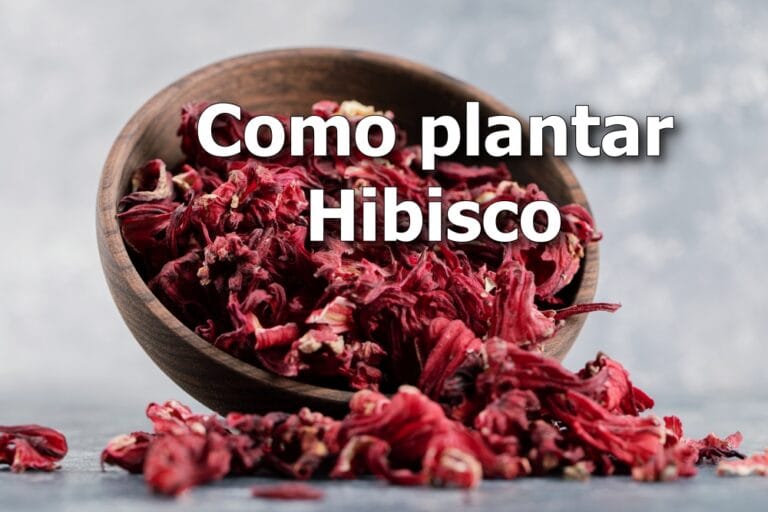 Como plantar Hibisco