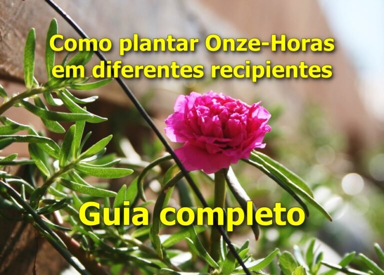 Como plantar Onze-Horas em diferentes recipientes: guia completo