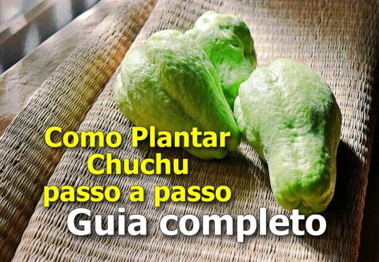 Como Plantar Chuchu de forma eficiente: guia completo