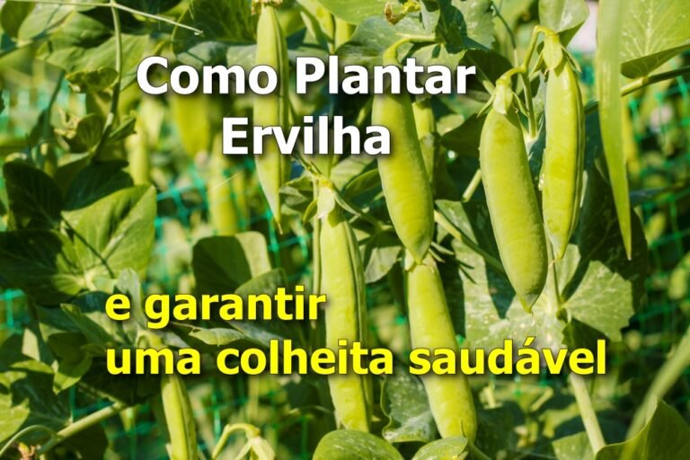 Como Plantar Ervilha e garantir uma colheita saudável