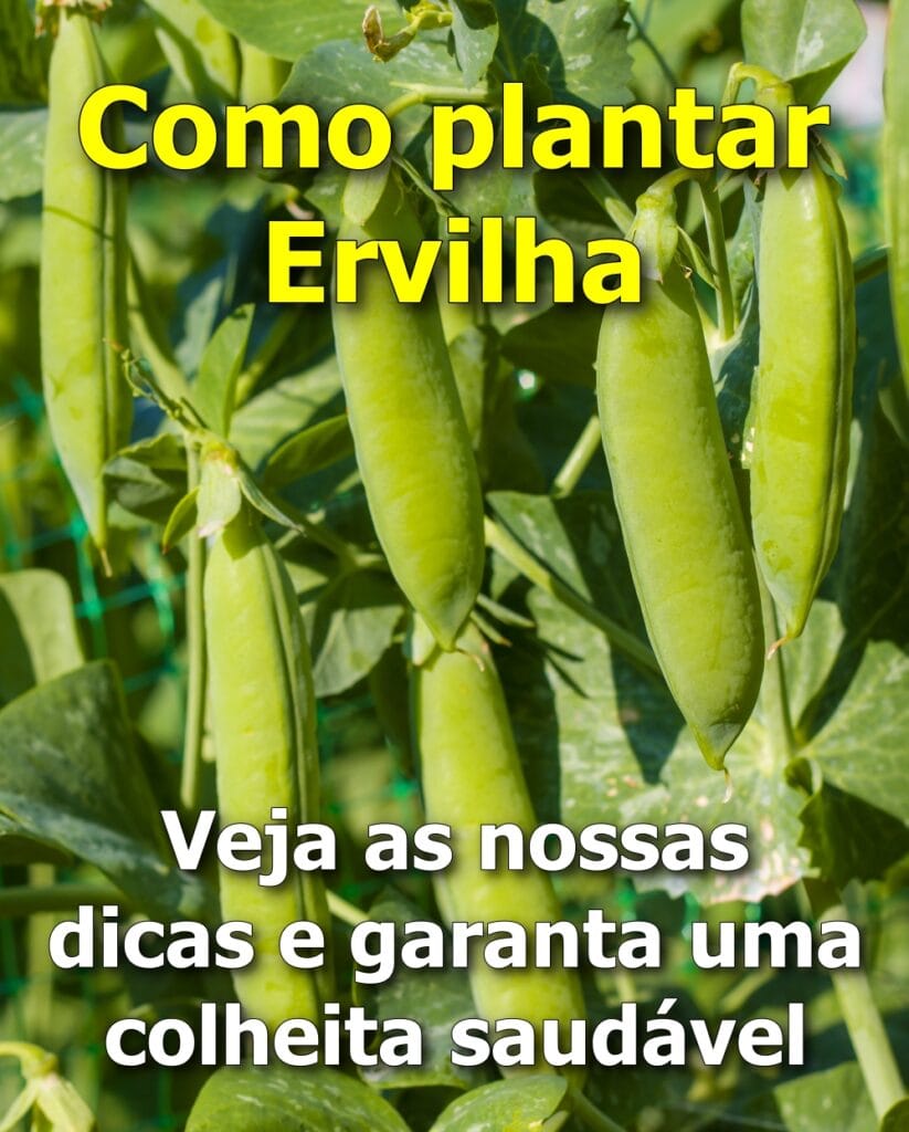 Como Plantar Ervilha