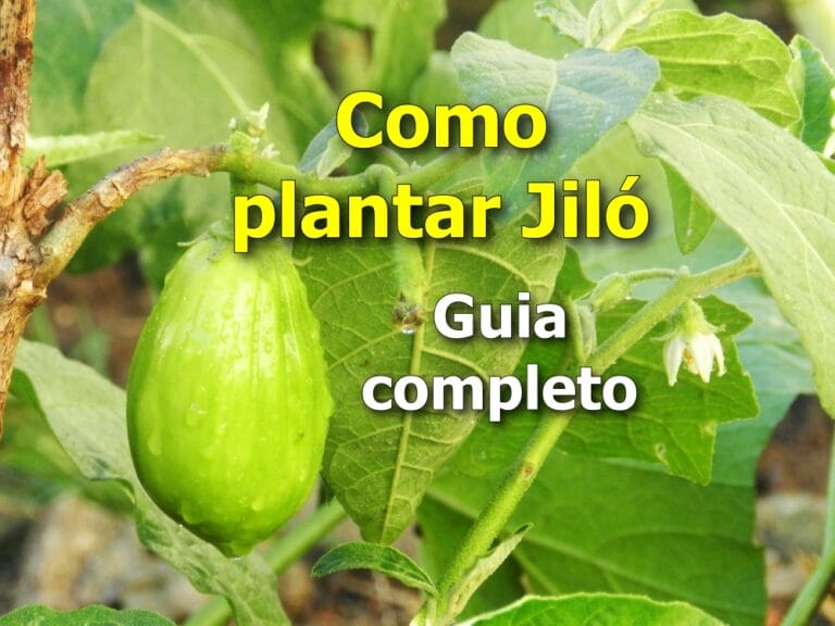 Como Plantar Jiló